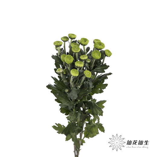 小菊 | 纽扣菊绿色 商品图2
