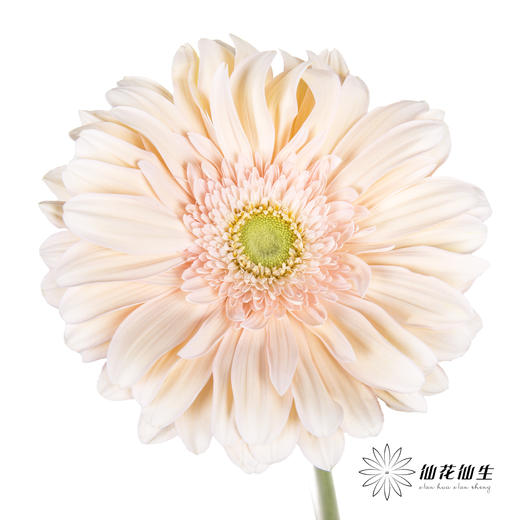 非洲菊 | 爱琴海 商品图0