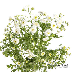 配花 | 重瓣洋甘菊小女孩