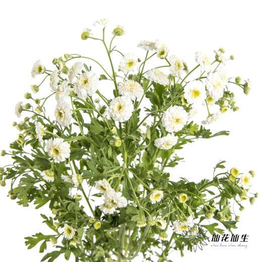 配花 | 重瓣洋甘菊小女孩 商品图0