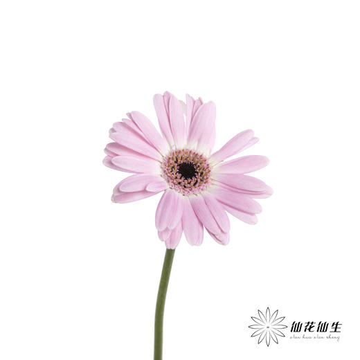 非洲菊 | 真爱 商品图2