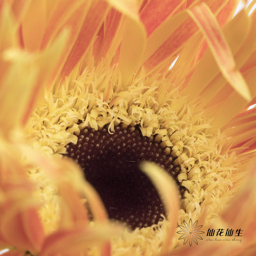 非洲菊 | 拉丝橙色 商品图3