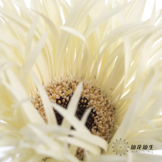 非洲菊 | 拉丝白色 商品图3