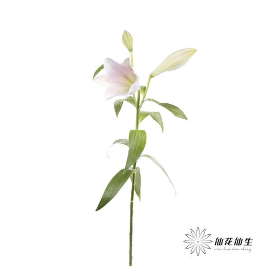 百合 | 铁炮粉色 商品图8