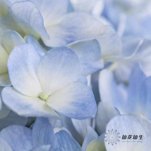 绣球 | 浅蓝 商品图2