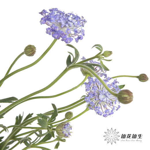 配花 | 翠珠紫色 商品图1