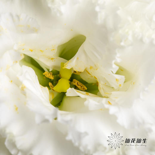 洋桔梗 | 波浪白色 商品图1