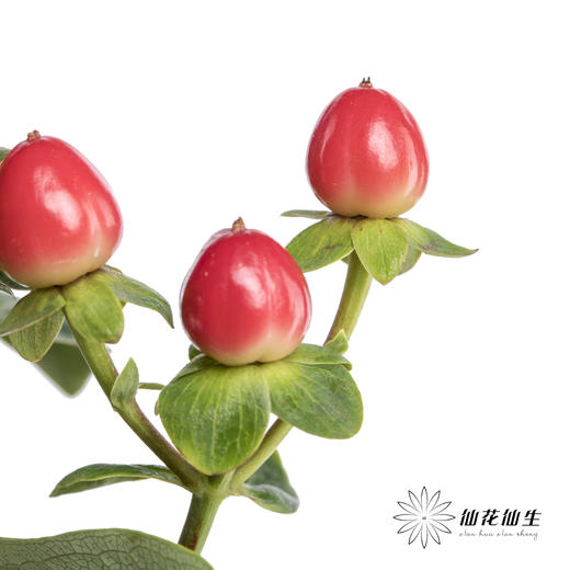 配果 | 火龙珠红色 商品图3