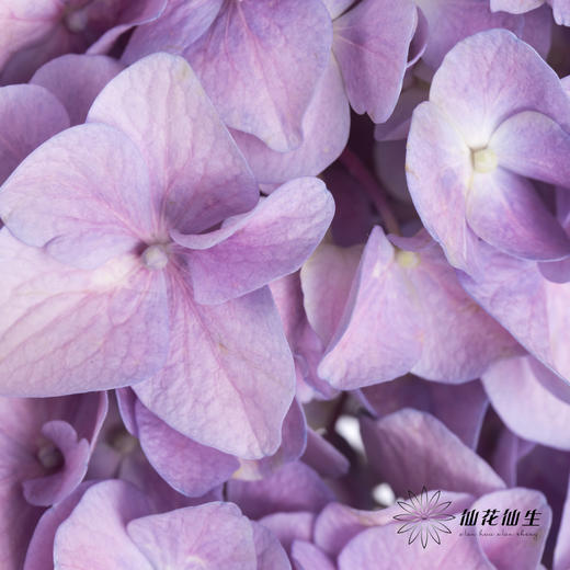 绣球 | 大海紫【天气原因可能有色差，以实际发货为准】 商品图2