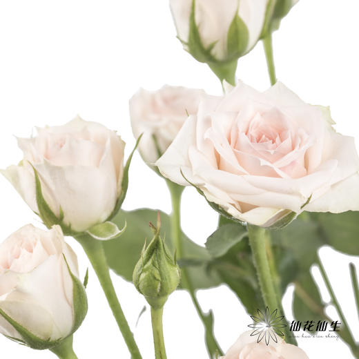 多头玫瑰 | 心悦宝贝 商品图1