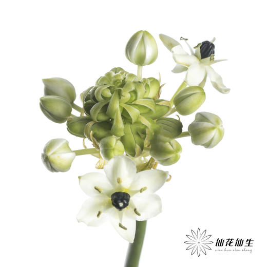 配花 | 天鹅绒 商品图2