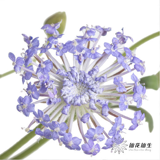 配花 | 翠珠紫色 商品图0