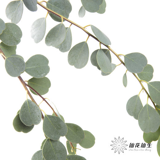 叶材 | 尤加利心形 商品图2