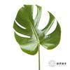 叶材 | 龟背叶 商品缩略图0