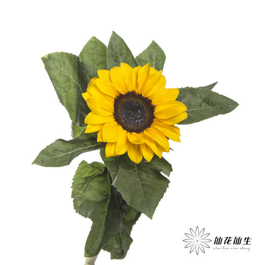 向日葵 | 黄色 商品图1