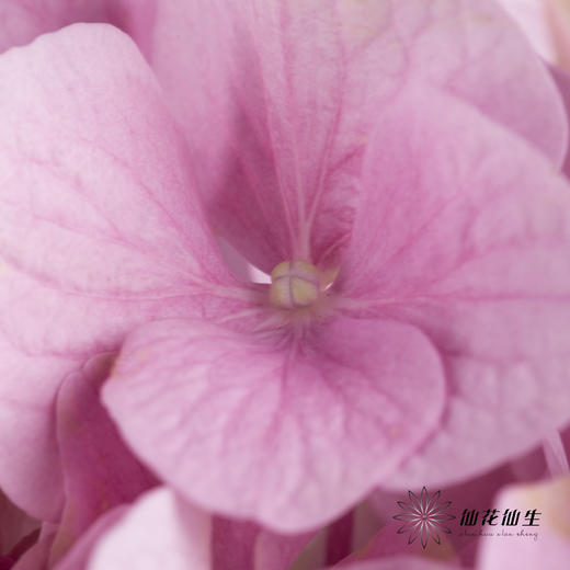 绣球 | 大海粉 商品图3