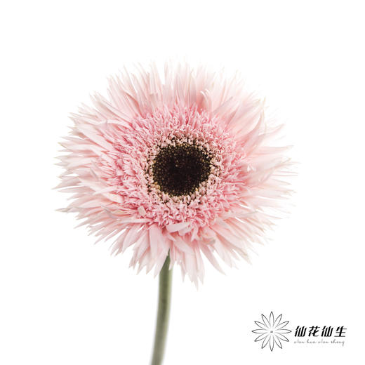 非洲菊 | 拉丝粉色 商品图0