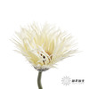非洲菊 | 拉丝白色 商品缩略图2
