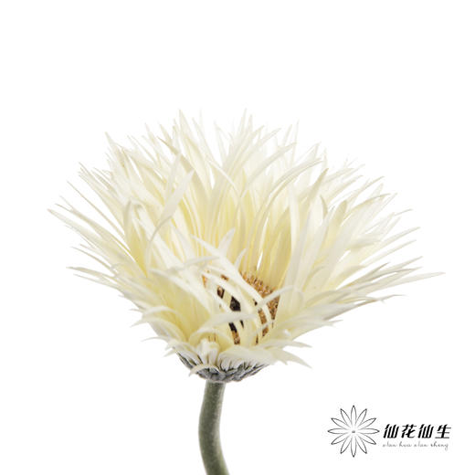 非洲菊 | 拉丝白色 商品图2