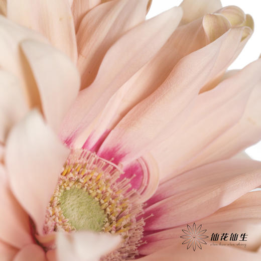 非洲菊 | 亚丁 商品图2
