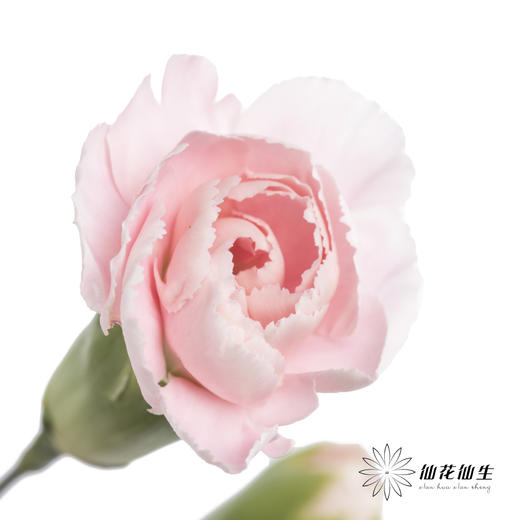 多头康乃馨 | 粉太子 商品图3