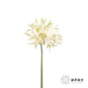 非洲菊 | 香格里拉 商品缩略图1