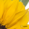 向日葵 | 黄色 商品缩略图3