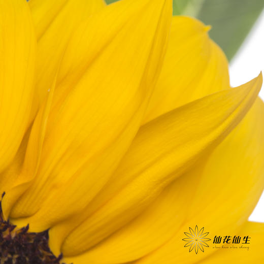 向日葵 | 黄色 商品图3