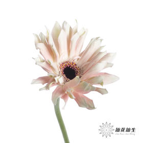 非洲菊 | 布拉格