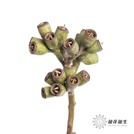 配果 | 僵尸果【运输途中果子易掉，介意慎拍】 商品图1