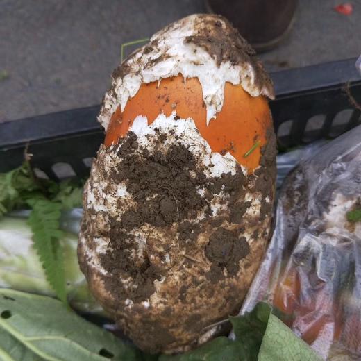 高原野生鹅蛋菌 肉质鲜嫩美味 是高蛋白低脂肪的健康食材 顺丰包邮48