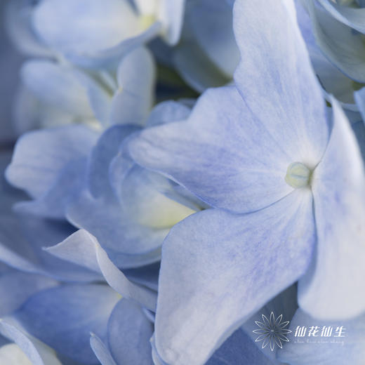 绣球 | 浅蓝 商品图3