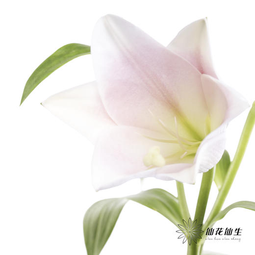 百合 | 铁炮粉色 商品图1