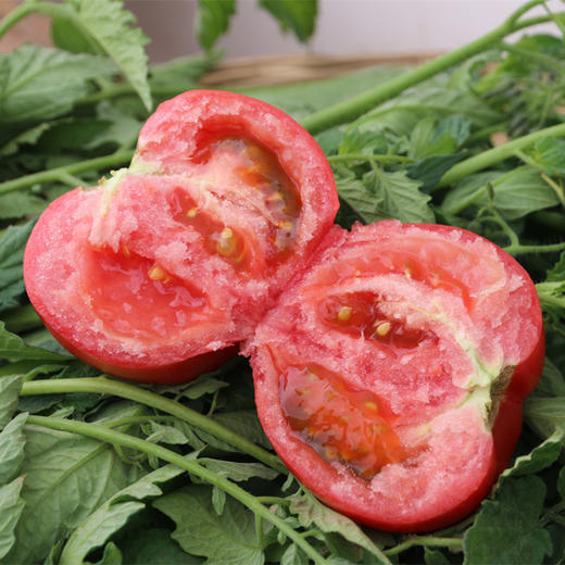 梓盟西红市原味纯番茄酱原料为有机番茄110g瓶来自高原云南