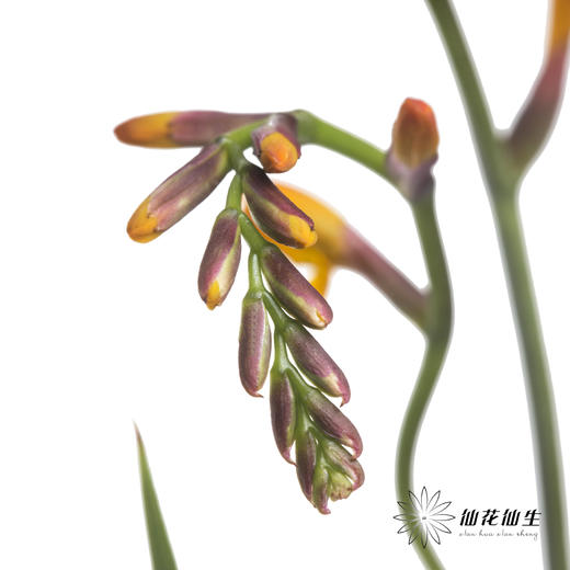 配花 | 火焰兰 商品图1