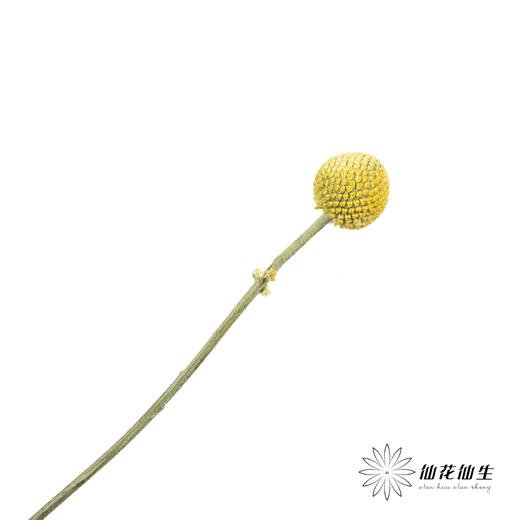 配果 | 黄金球 商品图2