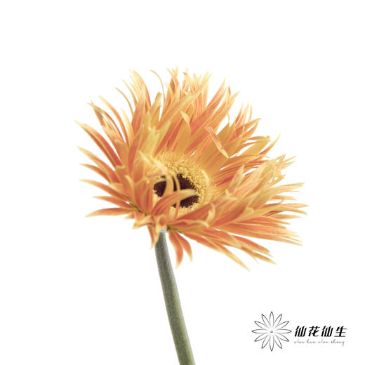 非洲菊 | 拉丝橙色 商品图1