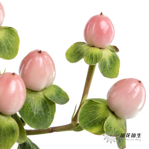 配果 | 火龙珠粉色【运输途中果子易掉，介意慎拍】 商品图1