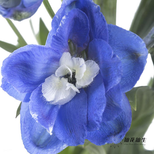 配花 | 大飞燕蓝色 商品图1