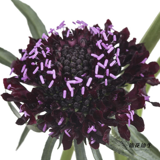 配花 | 松虫草紫黑色 商品图1