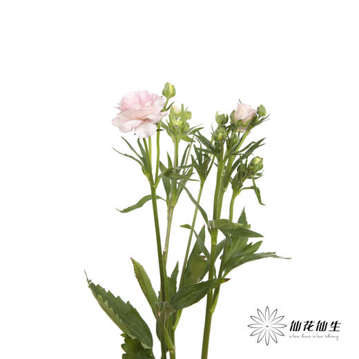 配花 | 蝴蝶洋牡丹粉色 商品图4