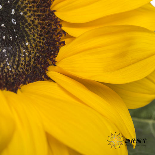 向日葵 | 黄色 商品图4