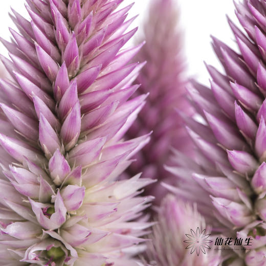 配花 | 多头凤尾粉色 商品图3