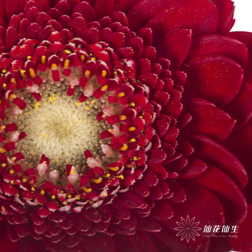 非洲菊 | 红色 商品图1