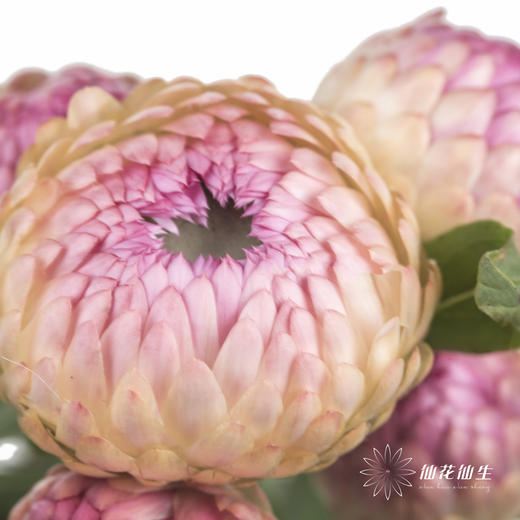 配花 | 麦秆菊粉色 商品图0