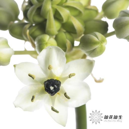 配花 | 天鹅绒 商品图1