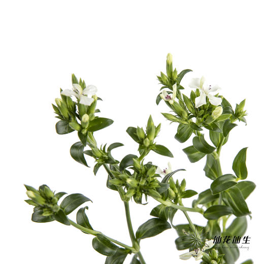 配花 | 青梅白色 商品图2