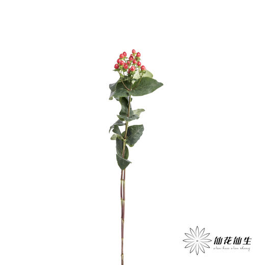 配果 | 火龙珠红色 商品图2