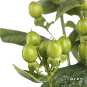 配果 | 火龙珠绿色