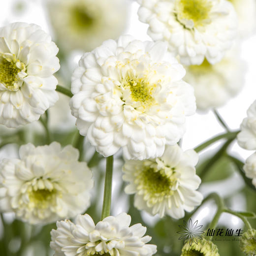 配花 | 重瓣洋甘菊小女孩 商品图1